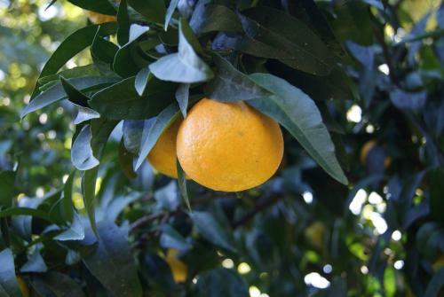 Agroturismo Casa De Santo Ant�o