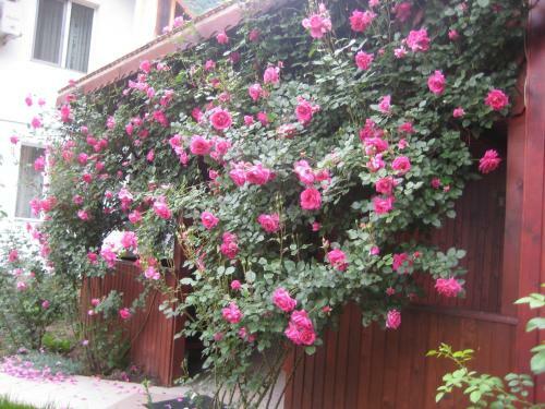 Hostal Pension Eden