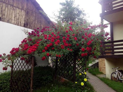 Hostal Pension Andra's House