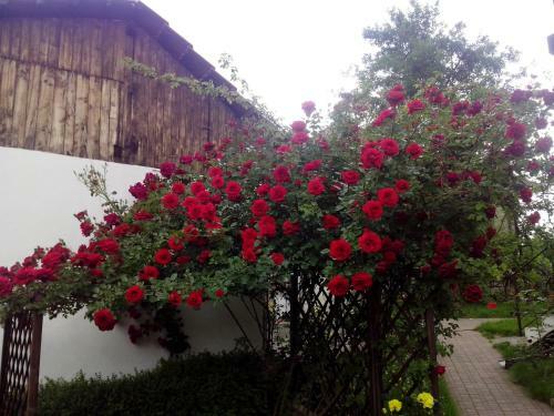 Hostal Pension Andra's House