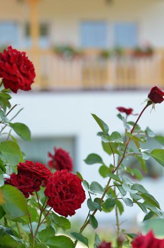 Hostal Pensiunea Poezii Alese