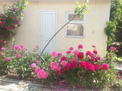 Hostal Guest House Arina