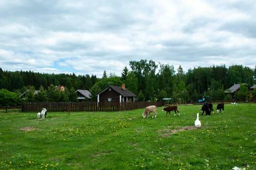 Babin Dvor