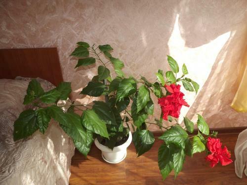 Hostal Guest House Lukomorye