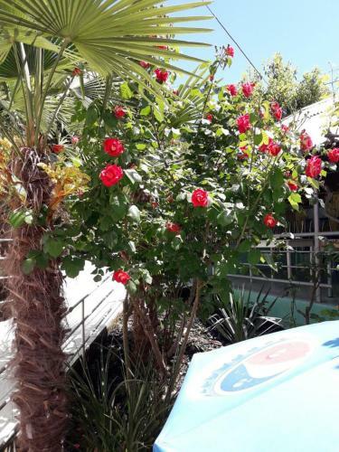 Hostal Lazurny Bereg Guest House