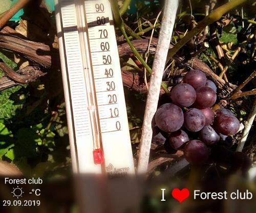 Hostal Forest Club