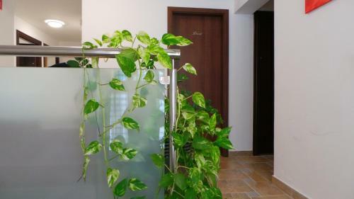 Hostal Guesthouse Golob