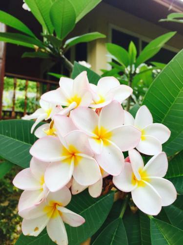 Hotel Khaoyai Nature Retreat