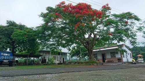 Down Hwa No.8