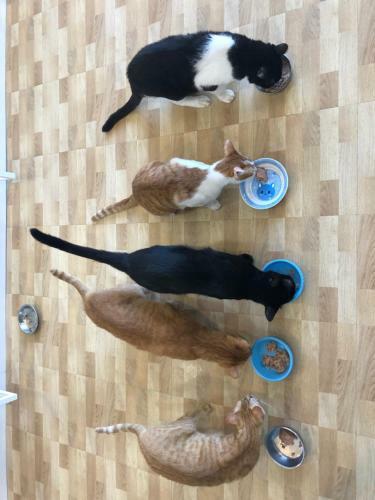 Apartamento Meo-woo Cat Travel