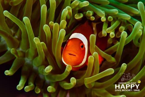 Happy Dive B&B