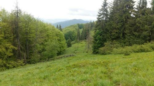 Lisoviy Maetok