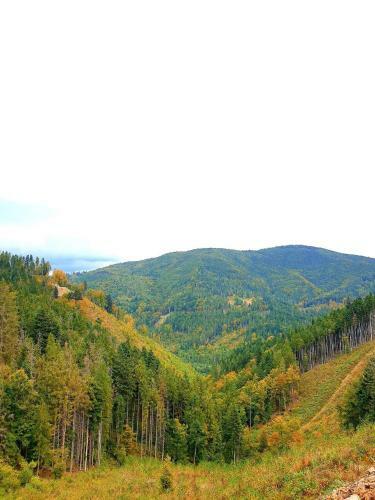 Lisoviy Maetok
