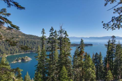 Heavenly Pines