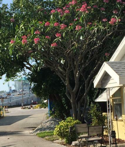 Alice's Beach Bungalows