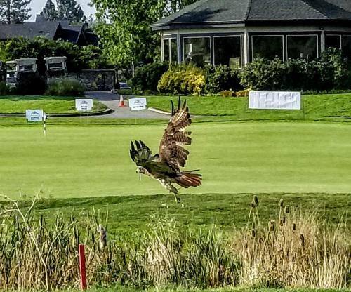 Hotel Resort At Eagle Point Golf Club Lodging