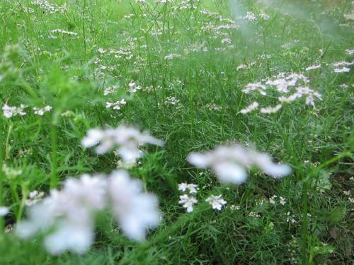 Garden Homestay