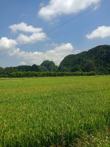 Lodge Tam Coc Valley Bungalow