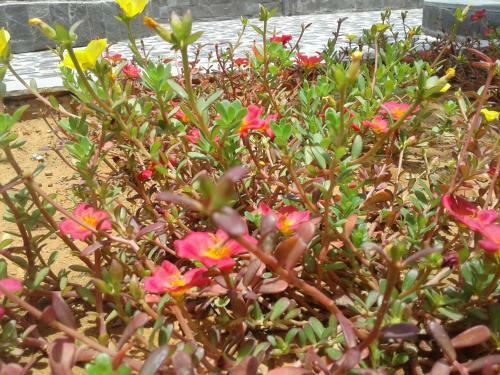 Apartamento Nhat Huy Bungalow