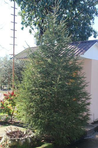 Hostal Guest House Diana