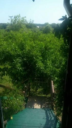 Hostal Guest House Mimoza