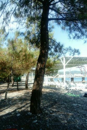Hostal Guest House Mimoza