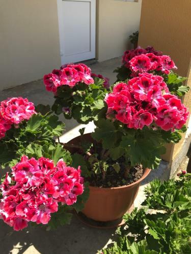 Hostal Guest House Black Sea