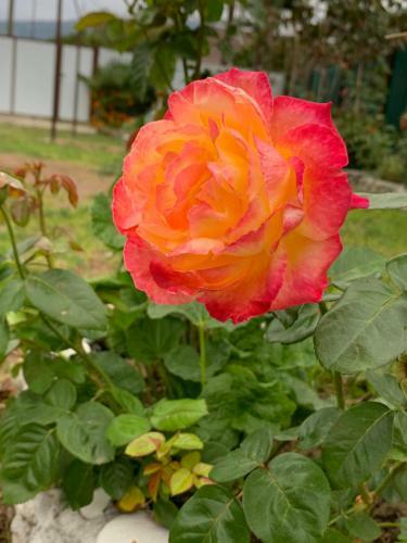 Hostal Guest House Mandarinhouse