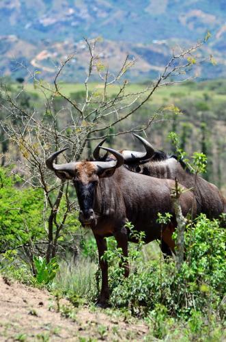 Lodge Phezulu Safari Park