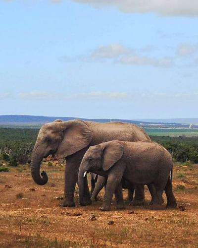 Harmony Luxury Tents & Safari