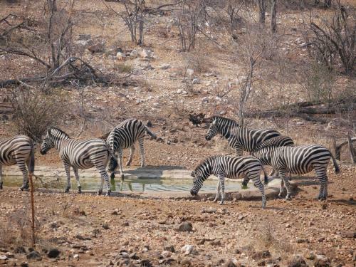 Mbizi Bush Lodge