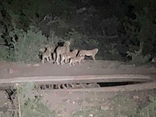 Mbizi Bush Lodge