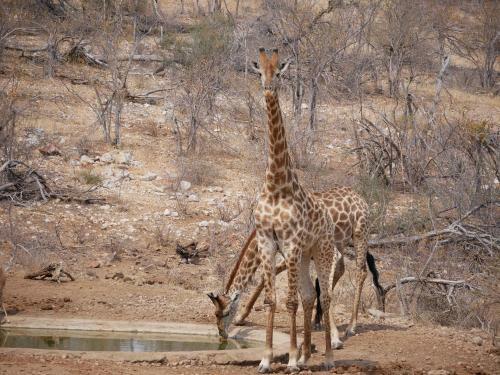 Mbizi Bush Lodge