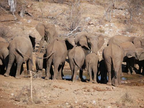 Mbizi Bush Lodge