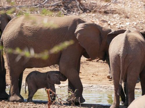 Mbizi Bush Lodge
