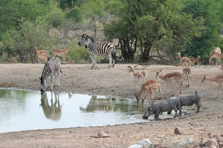 Makumu Private Game Lodge
