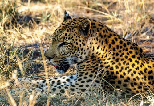 Inyanga Safari Lodge