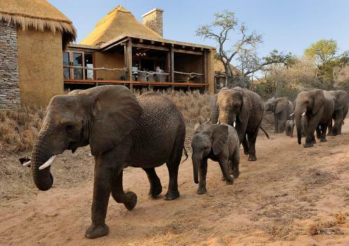 Lodge Jabulani Safari