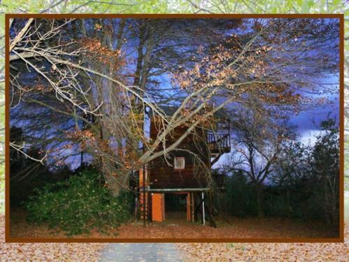 Lodge Sycamore Avenue Treehouses & Cottages Accommodation