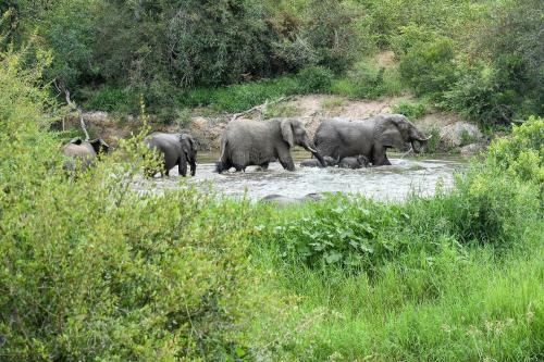 Lodge Simbavati Machaton Camp