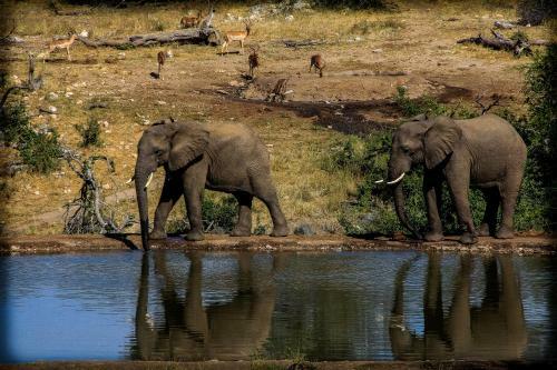 Lodge Ndzuti Safari Camp