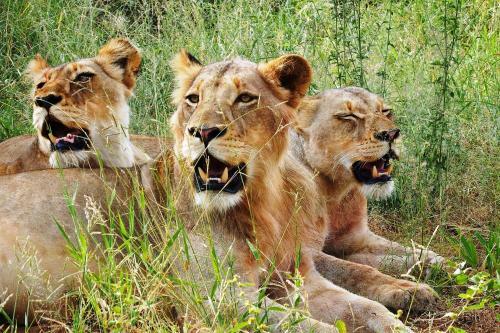 Lodge Ndzuti Safari Camp
