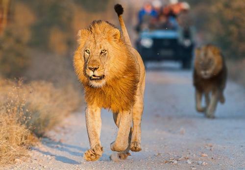 Pondoro Game Lodge Pty (ltd)