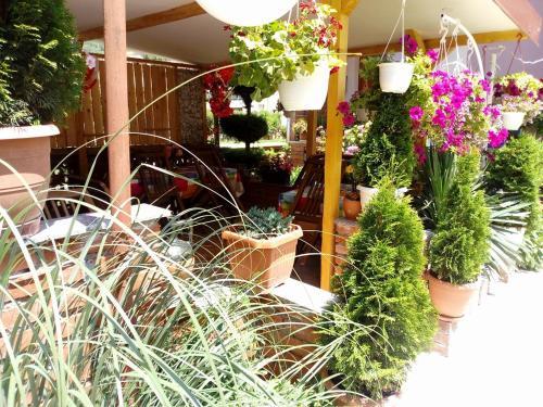 Hostal Lile Pestani Accommodation