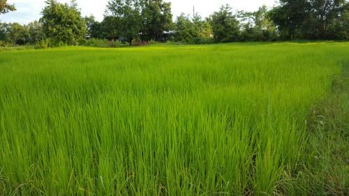 Hostal Muangway Garden Ville
