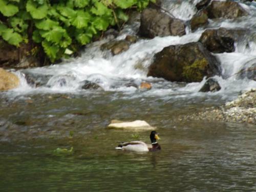 Hotel Amiral Park Uzung�l