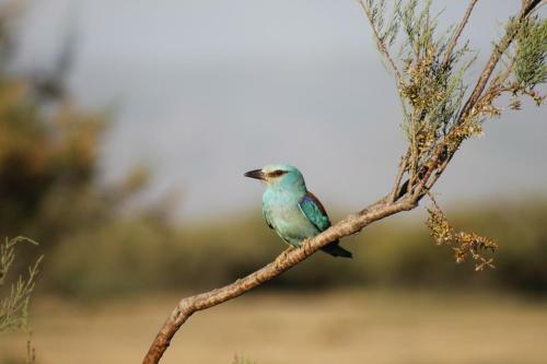 Hostal Sultan Pansion Bird Paradise