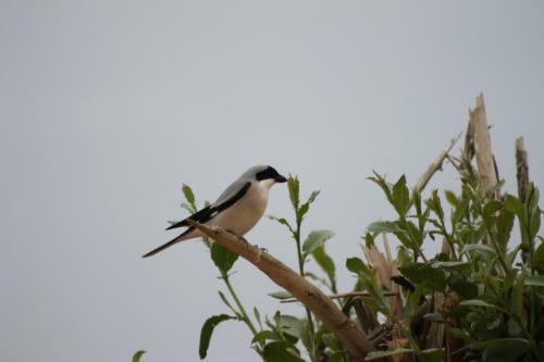 Hostal Sultan Pansion Bird Paradise