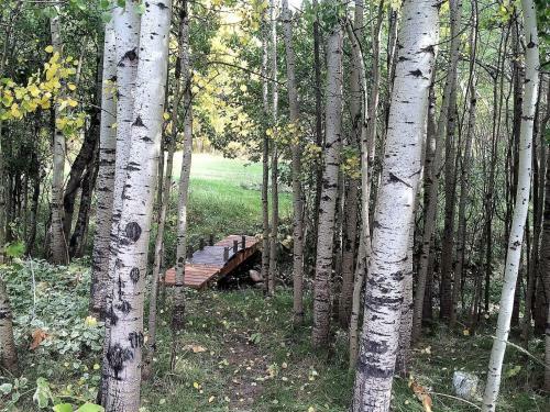 Aspen-grove