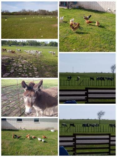 Constantino Farms